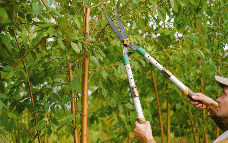 Tree trimming in Selbyville, DE